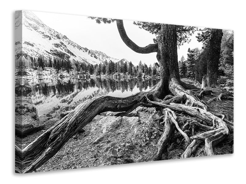 canvas-print-old-tree