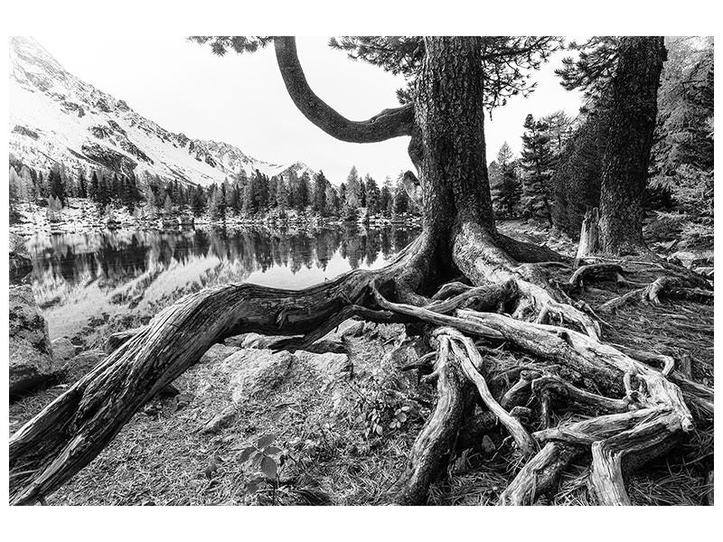 canvas-print-old-tree