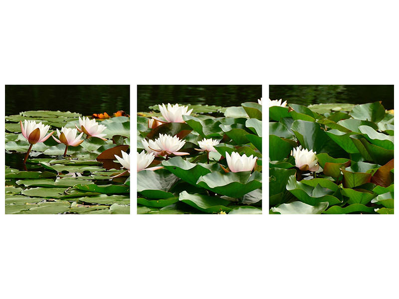 panoramic-3-piece-canvas-print-a-field-full-of-water-lilies