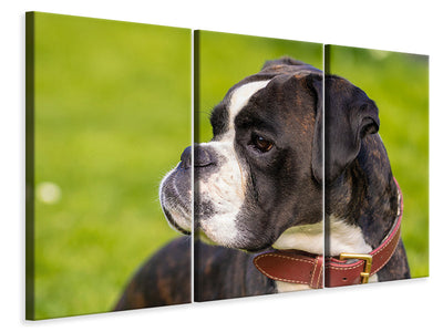 3-piece-canvas-print-attentive-boxer