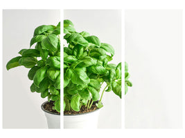 3-piece-canvas-print-basil-in-the-pot