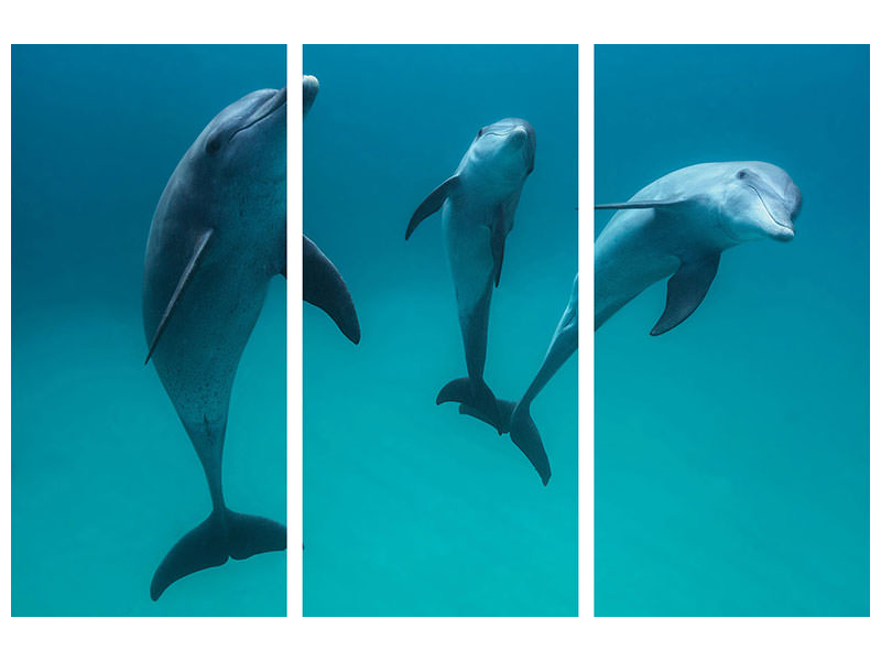 3-piece-canvas-print-bottlenose-dolphins-ii
