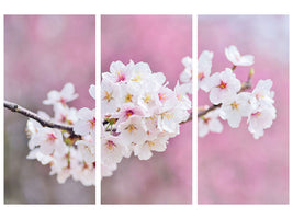 3-piece-canvas-print-cherry-blossoms-xxl