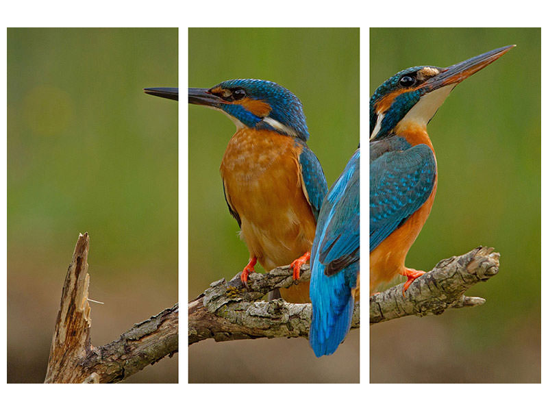 3-piece-canvas-print-kingfisher