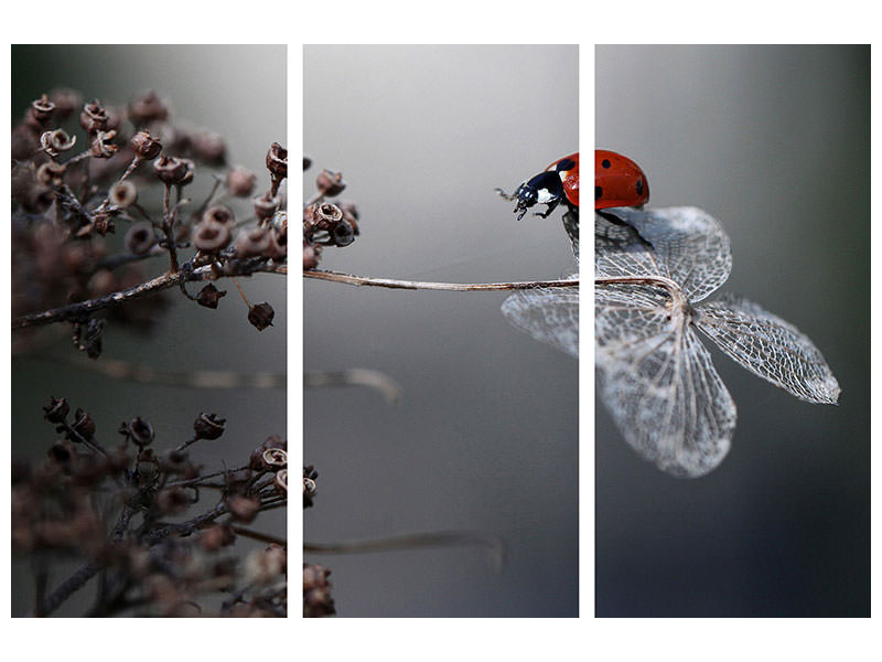 3-piece-canvas-print-ladybird-on-hydrangea