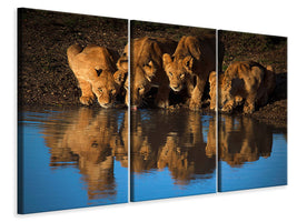 3-piece-canvas-print-lions-of-mara