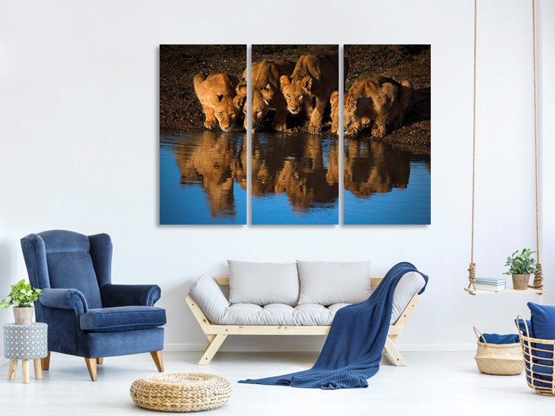3-piece-canvas-print-lions-of-mara
