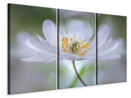 3-piece-canvas-print-nemorosa-nirvana