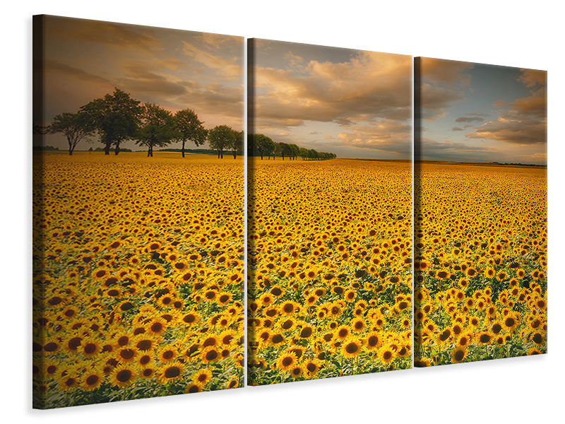 3-piece-canvas-print-sunflowers