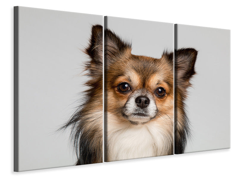 3-piece-canvas-print-sweet-chihuahua