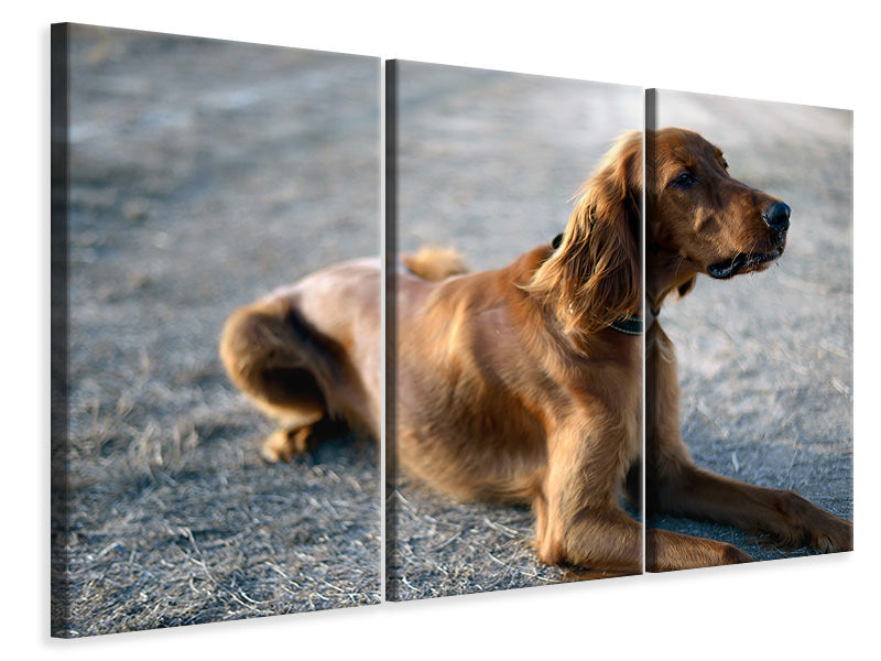 3-piece-canvas-print-the-irish-setter