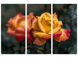 3-piece-canvas-print-the-rose-in-the-garden