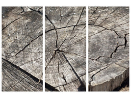 3-piece-canvas-print-the-tree-rings