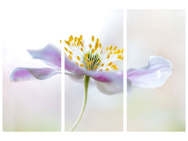 3-piece-canvas-print-wood-anemone