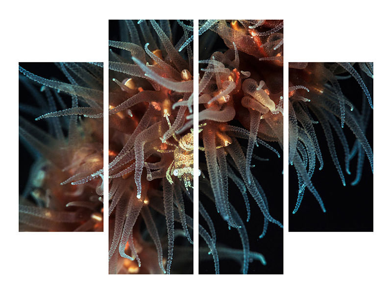 4-piece-canvas-print-zanzibar-whip-coral-shrimp