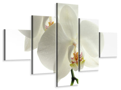 5-piece-canvas-print-orchids-bloom