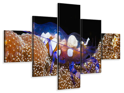 5-piece-canvas-print-peacock-tail-anemone-shrimp