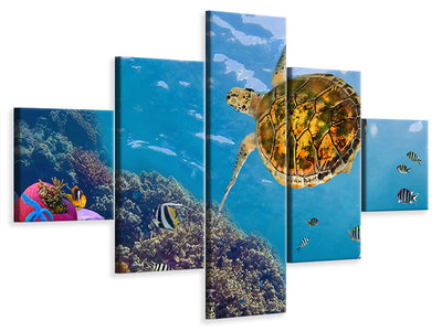 5-piece-canvas-print-the-turtle