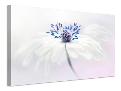 canvas-print-anemone-blanda-x