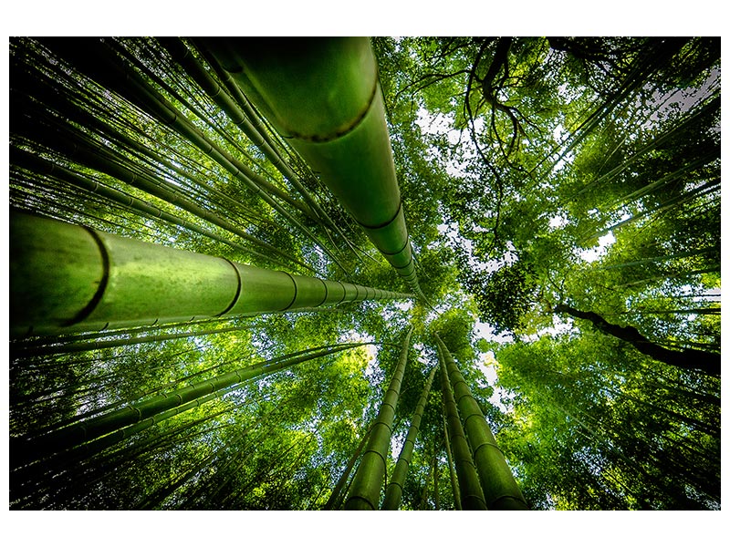 canvas-print-arashiyama-x