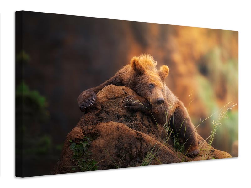 canvas-print-bear-portrait-x