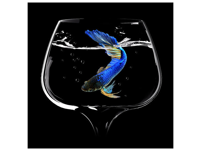 canvas-print-betta-fish-dance