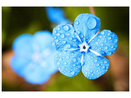 canvas-print-blue-flower-with-morning-dew
