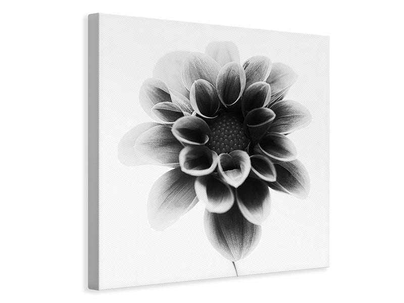 canvas-print-dahlia-xct