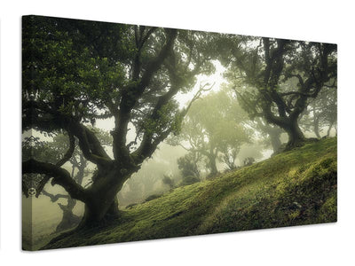 canvas-print-enchanted-forest-xeb