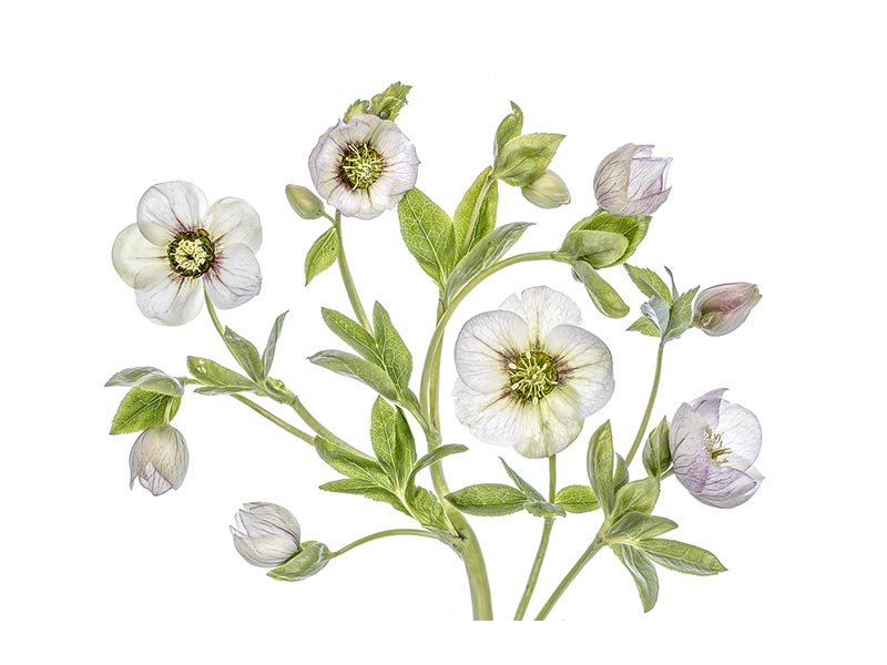 canvas-print-hellebore-x