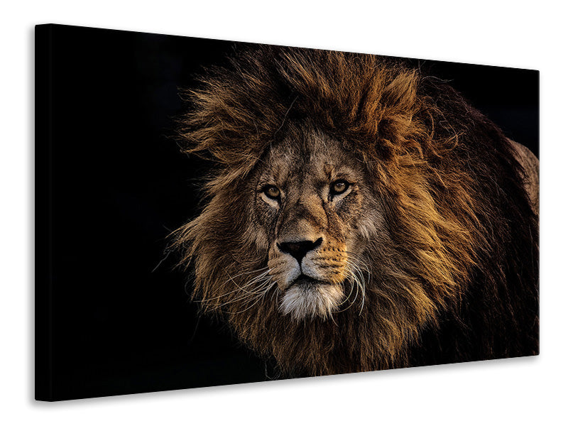 canvas-print-portrait-of-a-lion