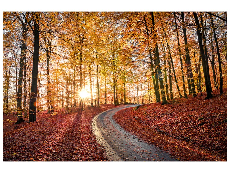 canvas-print-road-in-sapderaysen-nationalpark-sweden-x