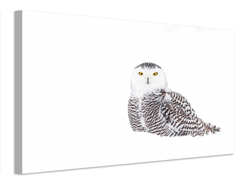 canvas-print-snowy-owl-in-winter-snow-x