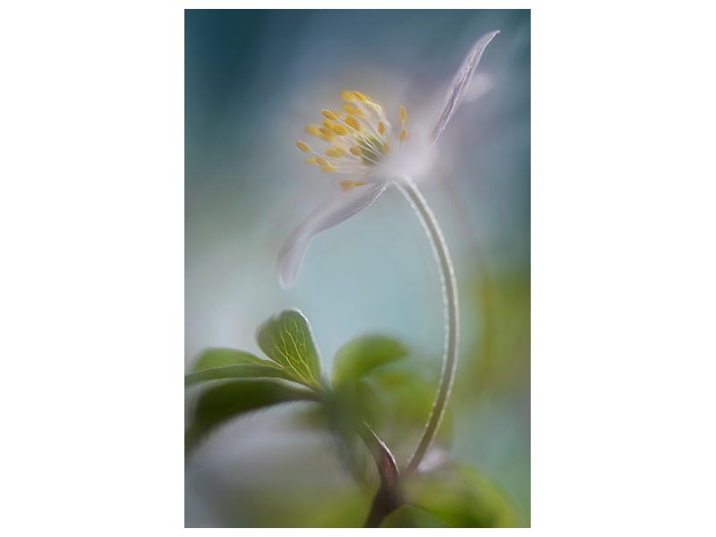 canvas-print-springtime-x