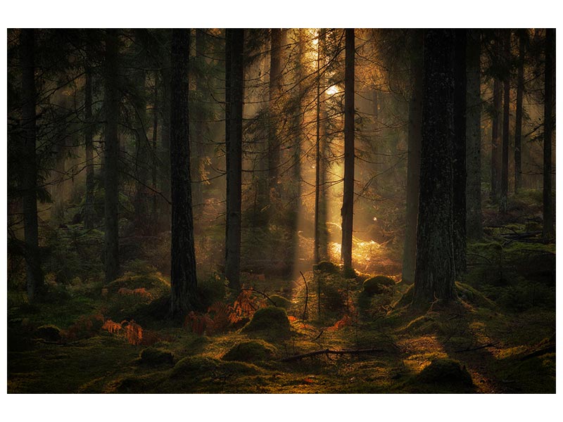 canvas-print-the-light-in-the-forest-x