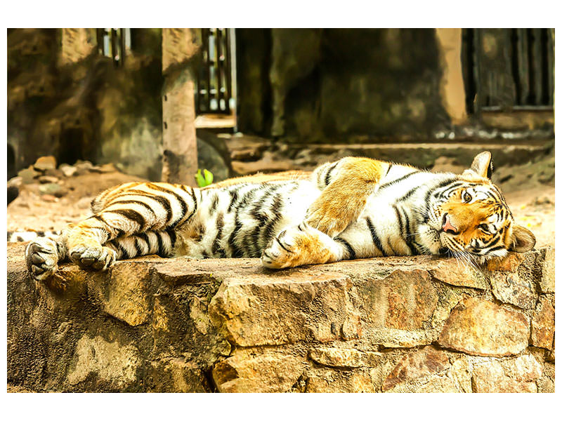 canvas-print-the-siberian-tiger