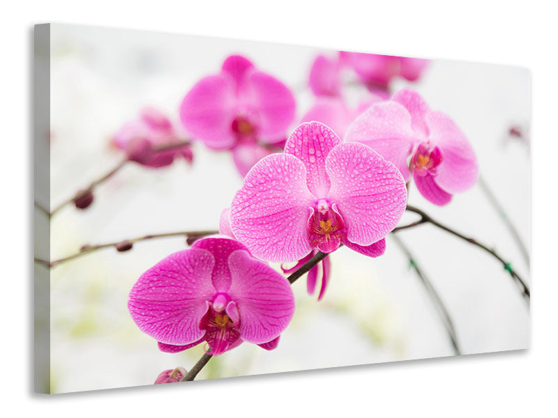 canvas-print-the-symbol-of-orchid