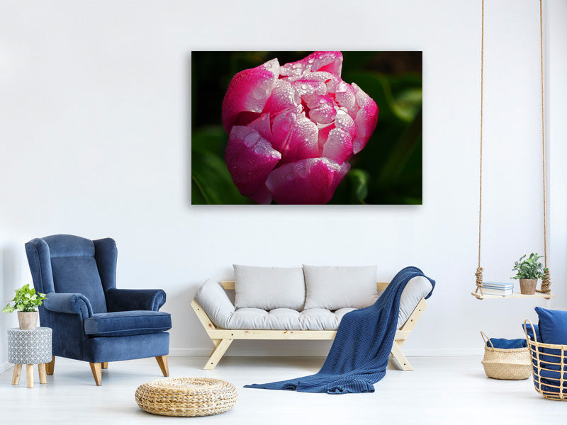 canvas-print-tulip-with-morning-dew-in-xl