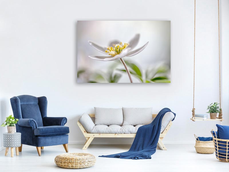 canvas-print-wood-anemone-x