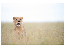 canvas-print-young-lion-x