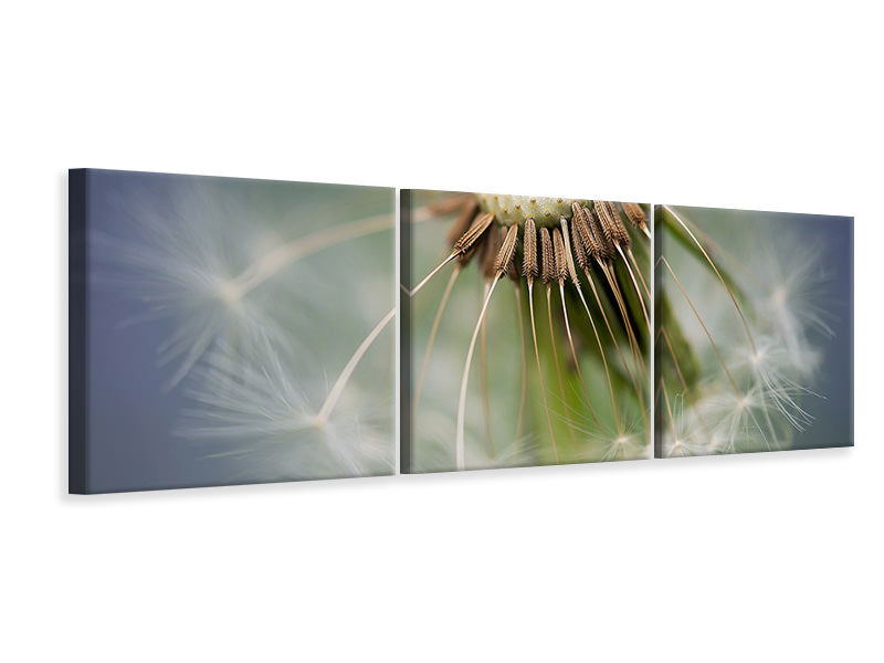 panoramic-3-piece-canvas-print-dandelion-close-up