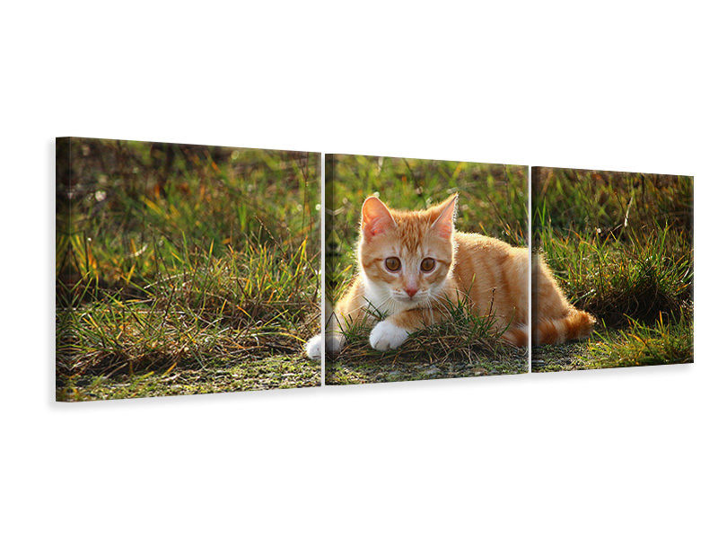 panoramic-3-piece-canvas-print-kitten-in-nature