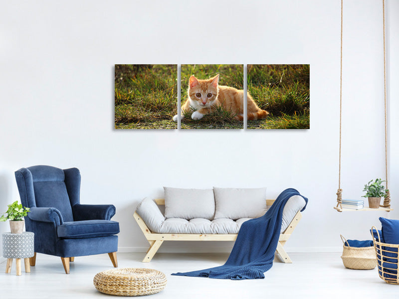 panoramic-3-piece-canvas-print-kitten-in-nature