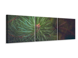 panoramic-3-piece-canvas-print-pine-tree-close-up