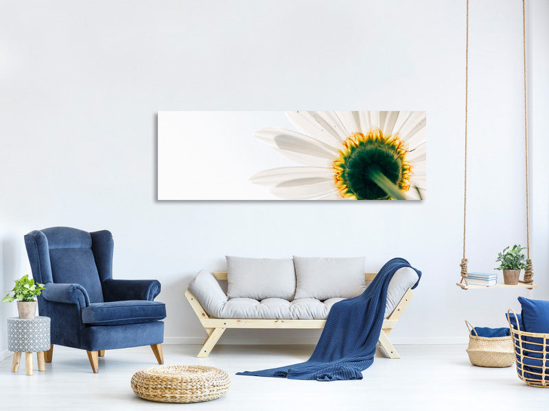 panoramic-canvas-print-a-daisy