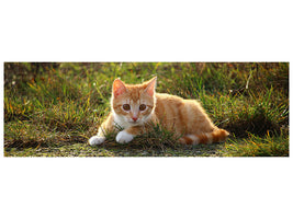 panoramic-canvas-print-kitten-in-nature