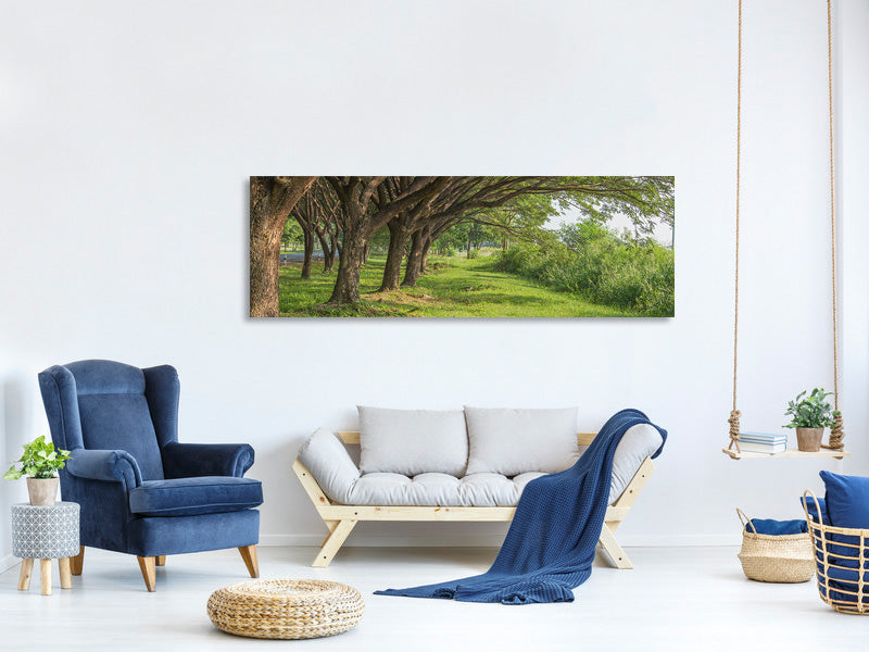 panoramic-canvas-print-mature-trees