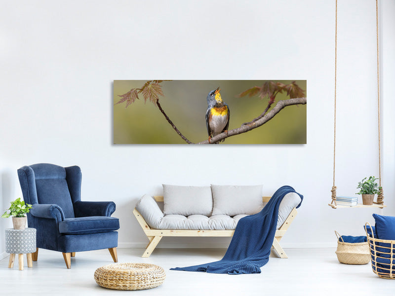 panoramic-canvas-print-parula-on-stage