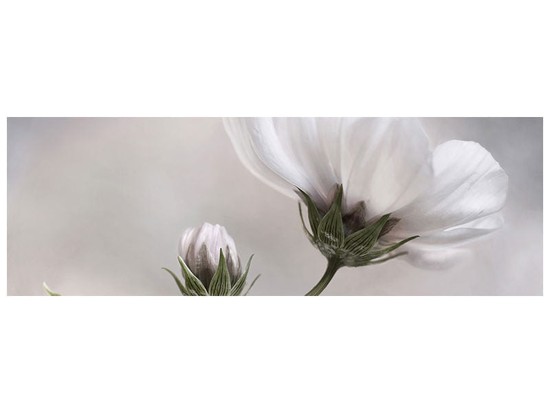 panoramic-canvas-print-simply-cosmos