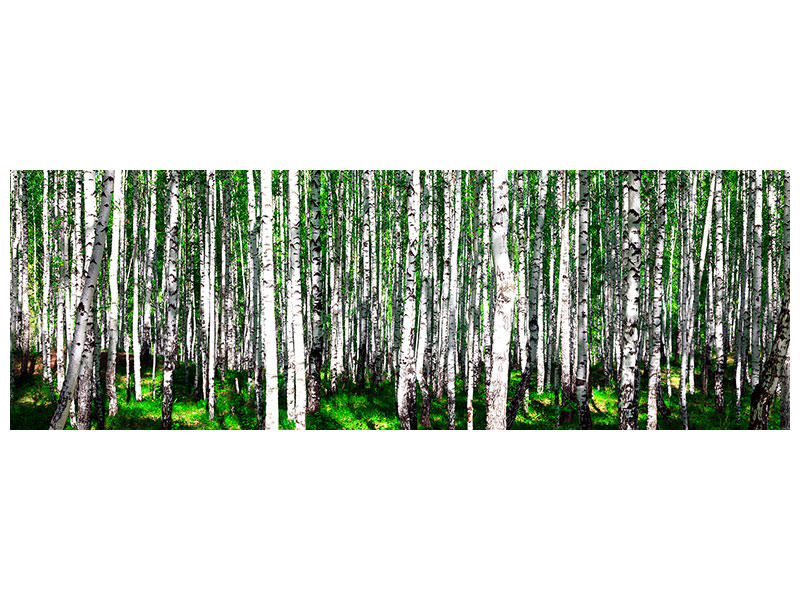 panoramic-canvas-print-summerly-birch-forest